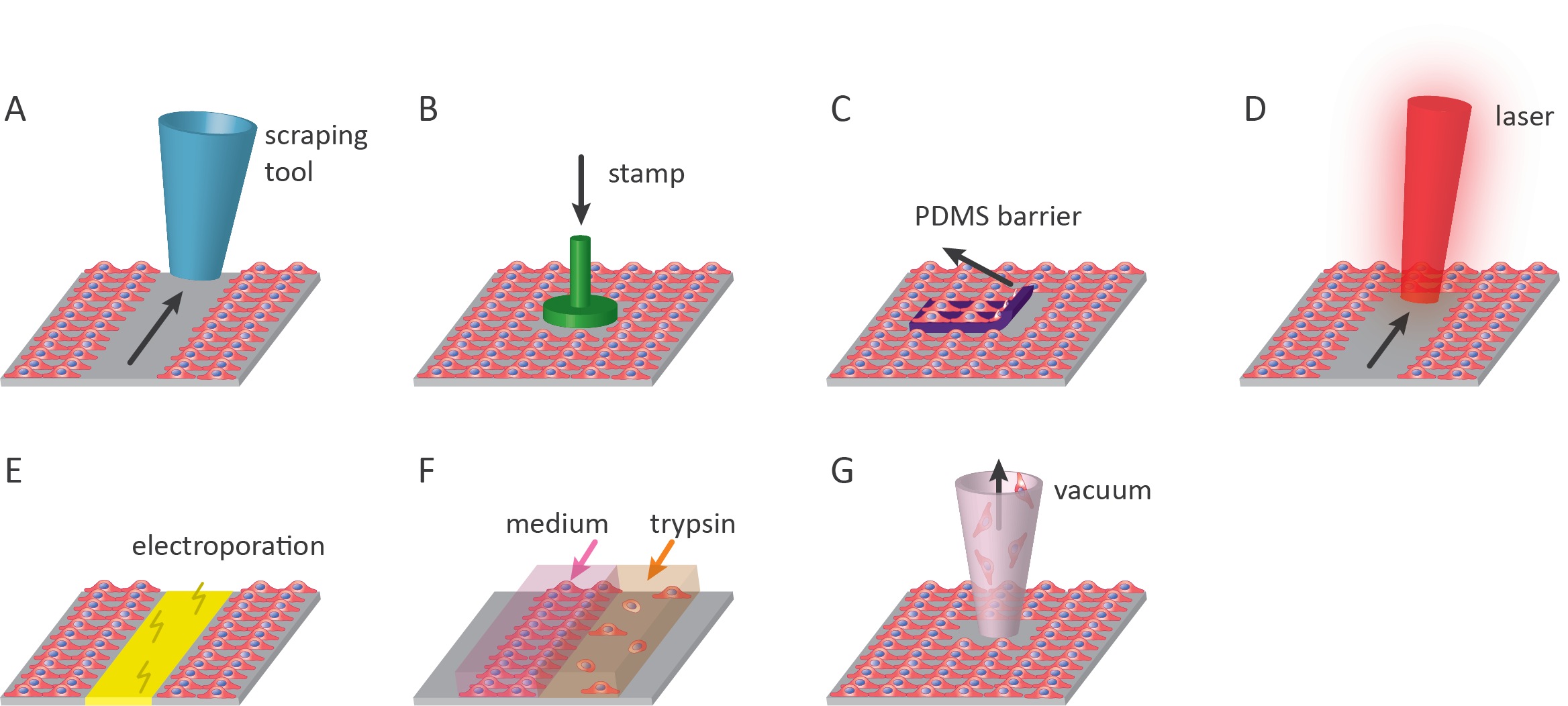 Overview of cell removal assays