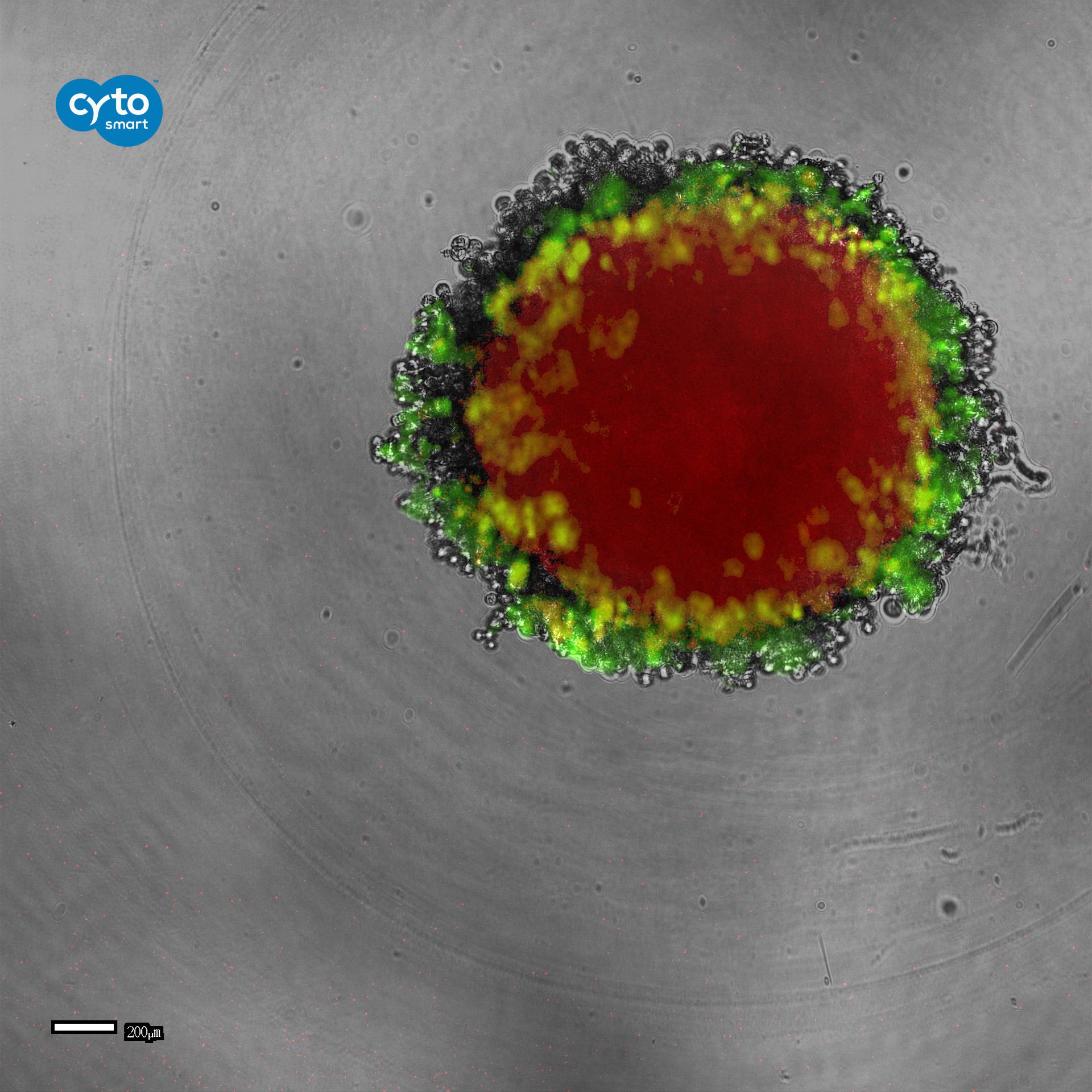 Cyto SMART Lux3 FL Spheroid