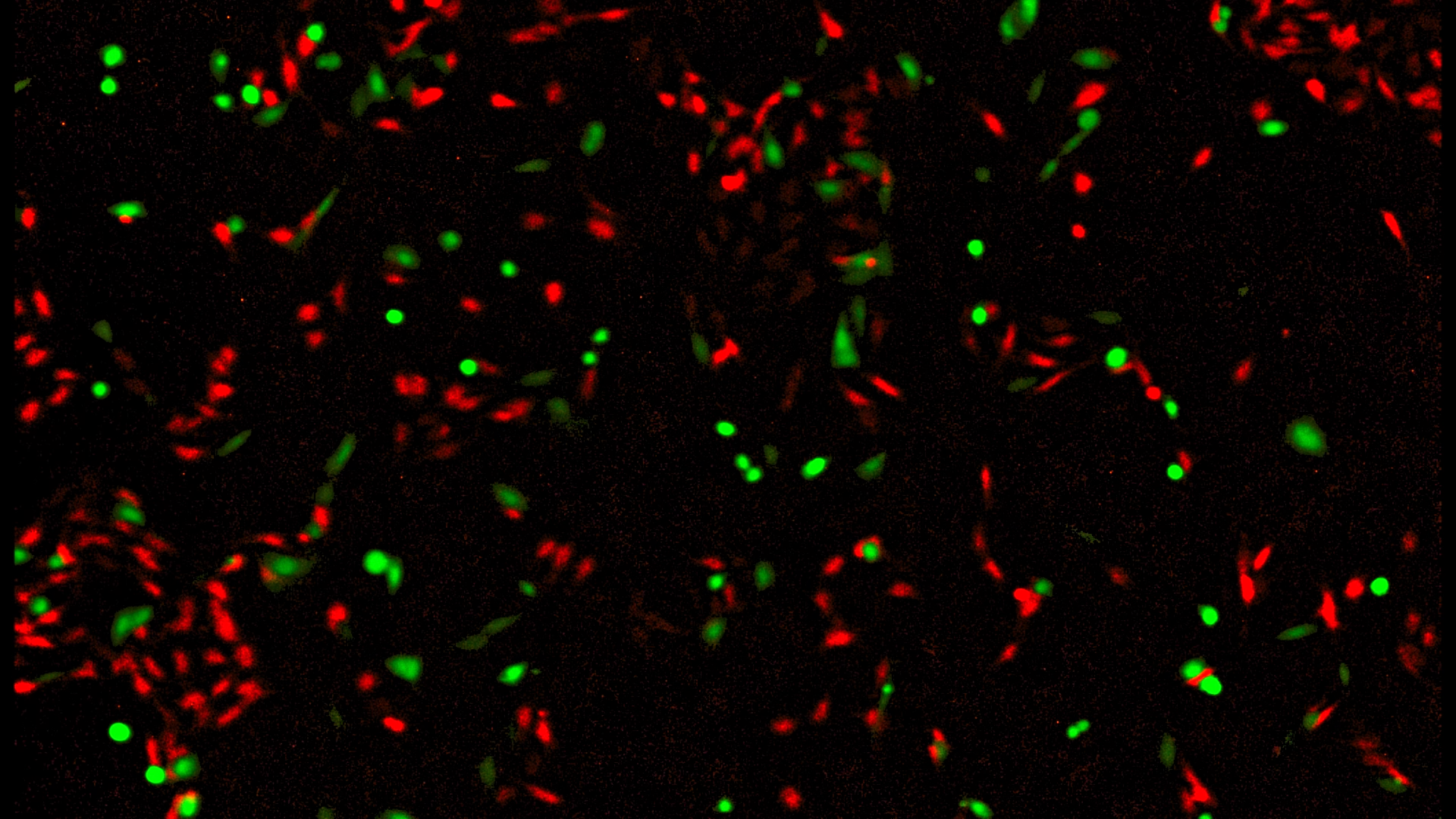 Cyto SMART Lux3 FL fluorescence
