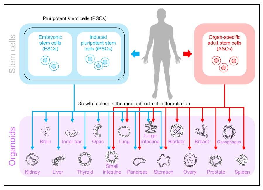 organoid types based on stem cell source; many organoid subtypes are known including intestinal organoid, cerebral, brain, liver, kidney, cancer, pancreatic, the list goes on