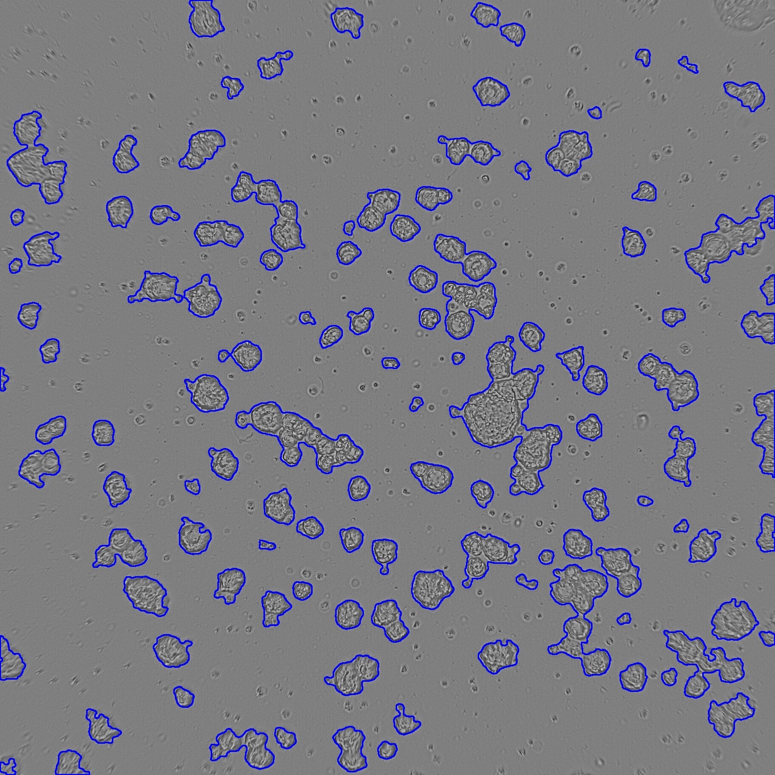 Organoid counting v1