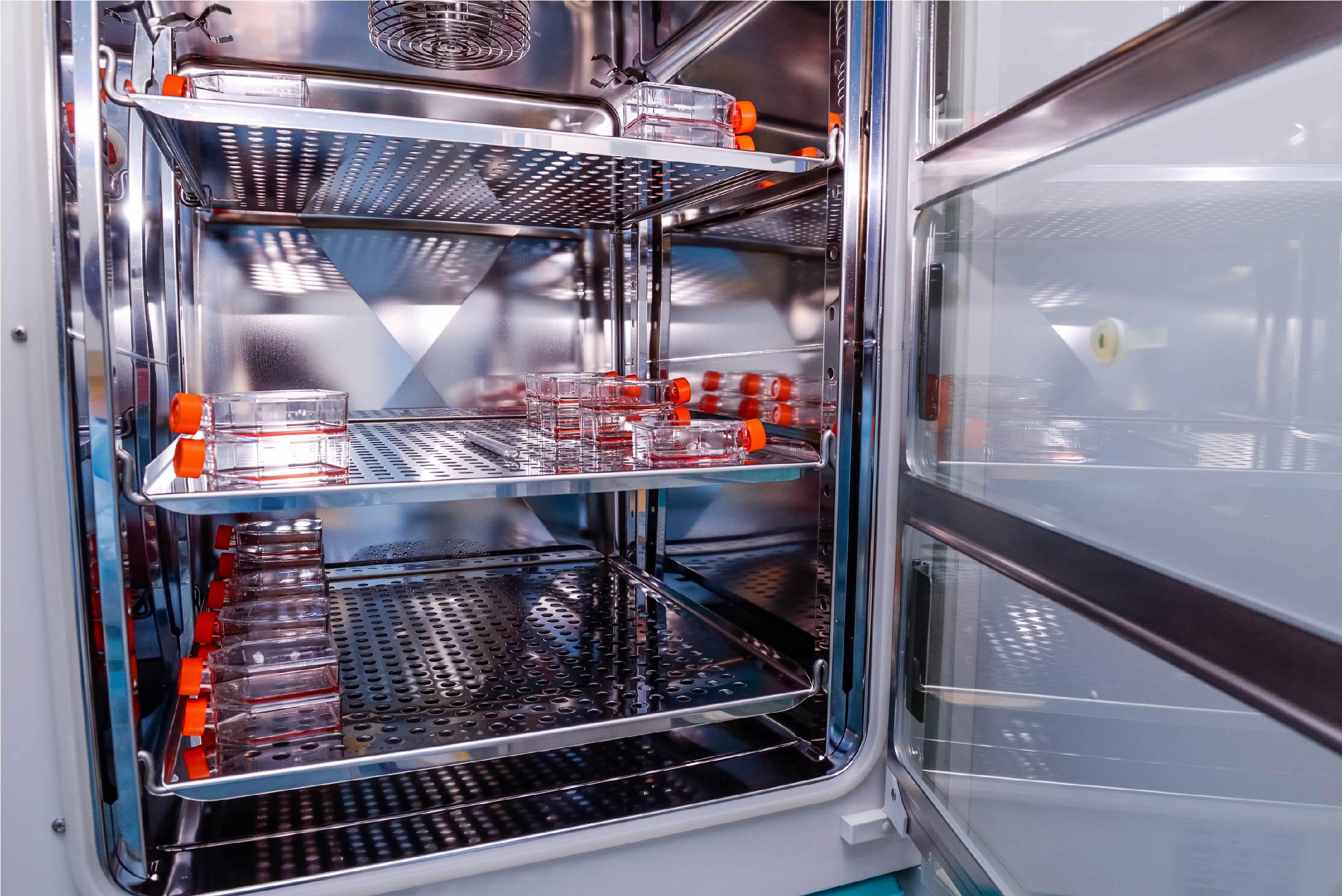 Cell culture in incubator
