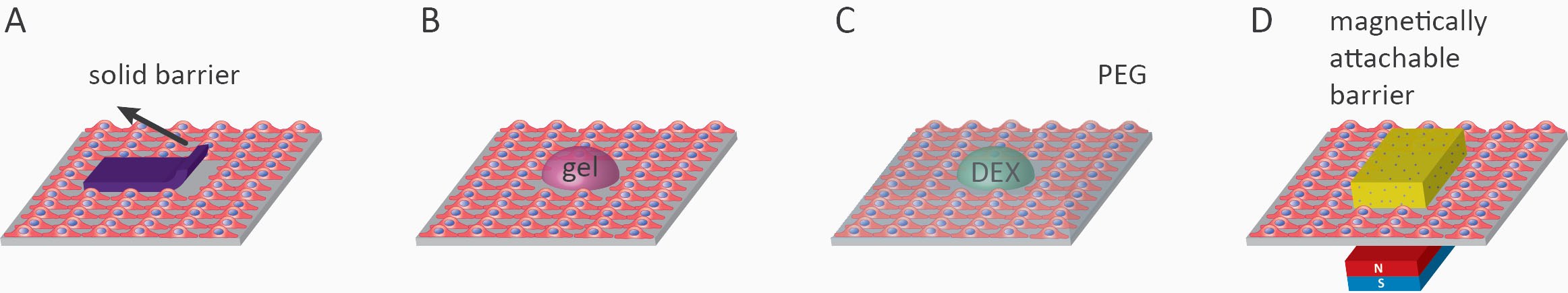 wound healing assay; Overview of cell removal assays. A) scratch wounding, B) stamp wounding, C) PDMS barrier removal, D) laser ablation, E) electroporation, F) chemical wounding in microfluidic chip and G) Vacuum based wounding.