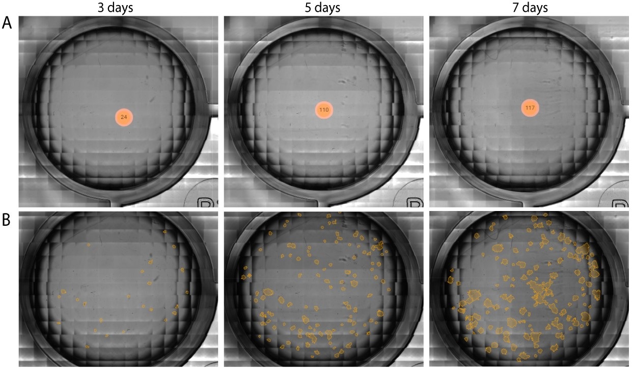 Analysis of colony-forming ability of untreated CHO-K1 cells over the course of 7 days