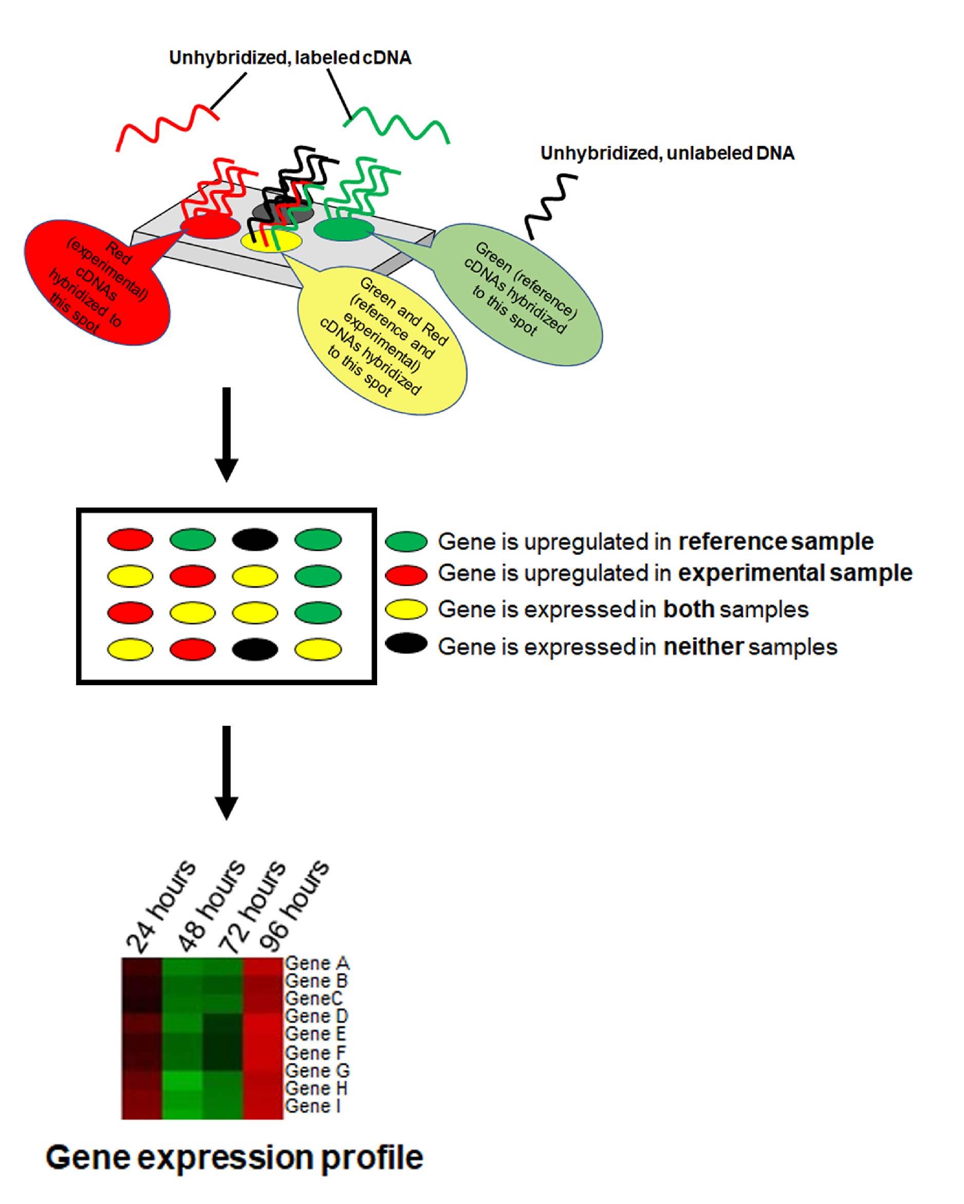 schematic gene expression profile