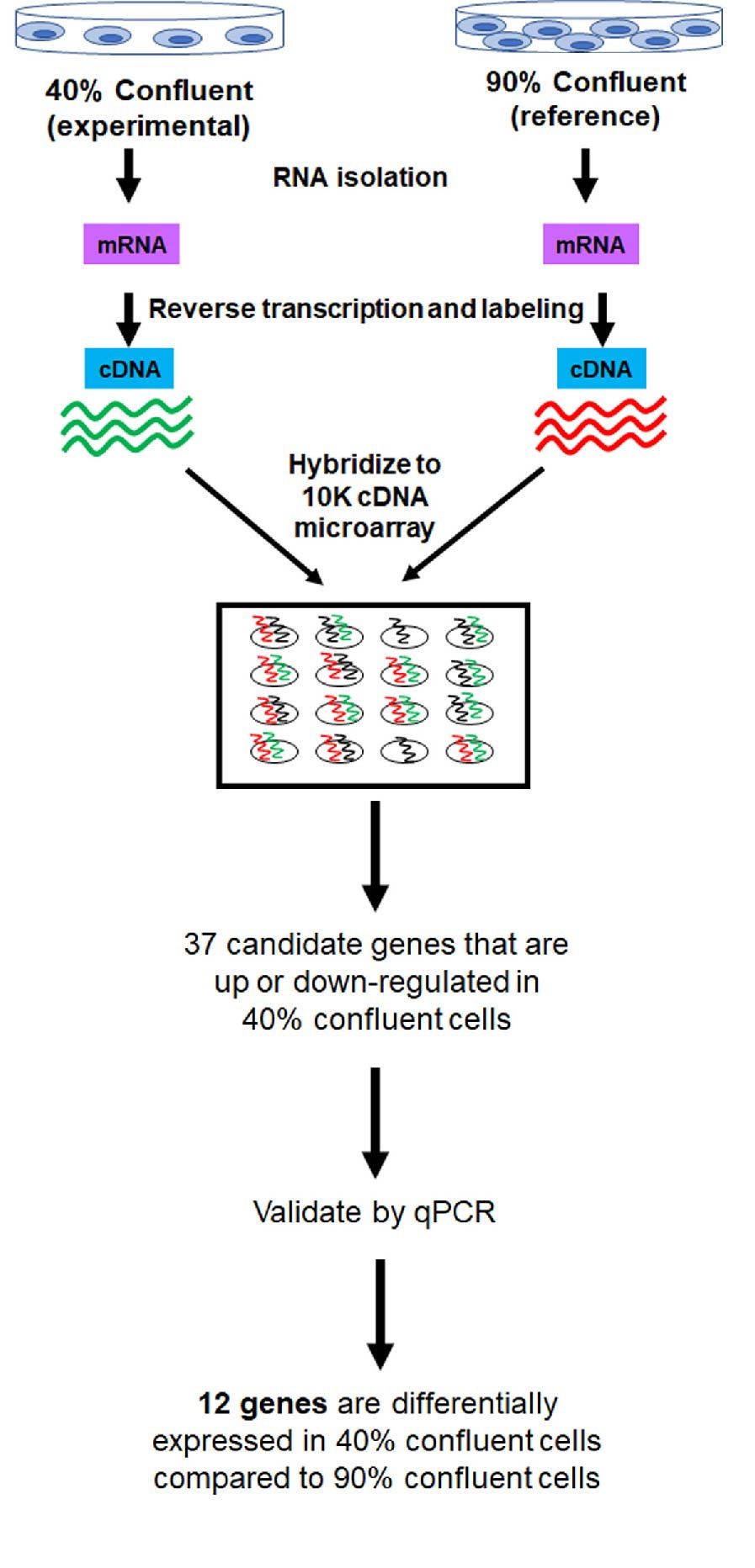 culture confluency influences the gene expression levels of mammalian cells