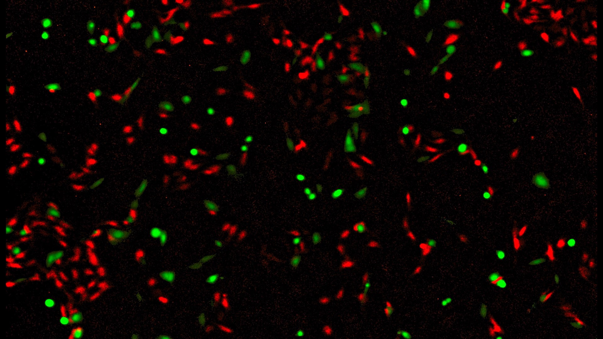 Cyto SMART Lux3 FL fluorescence