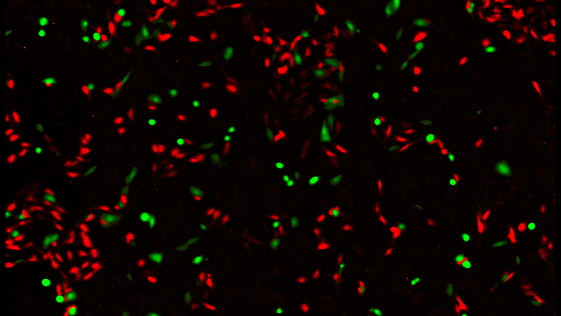 Cyto SMART Lux3 FL fluorescence 1920x1080