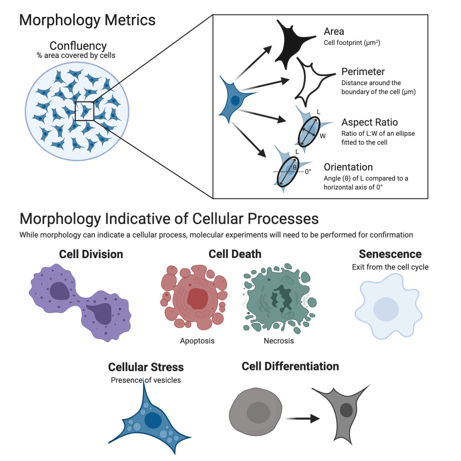 investigate cellular processes like cell division, cell death, stress factors, differentiation and senescence using label-free imaging