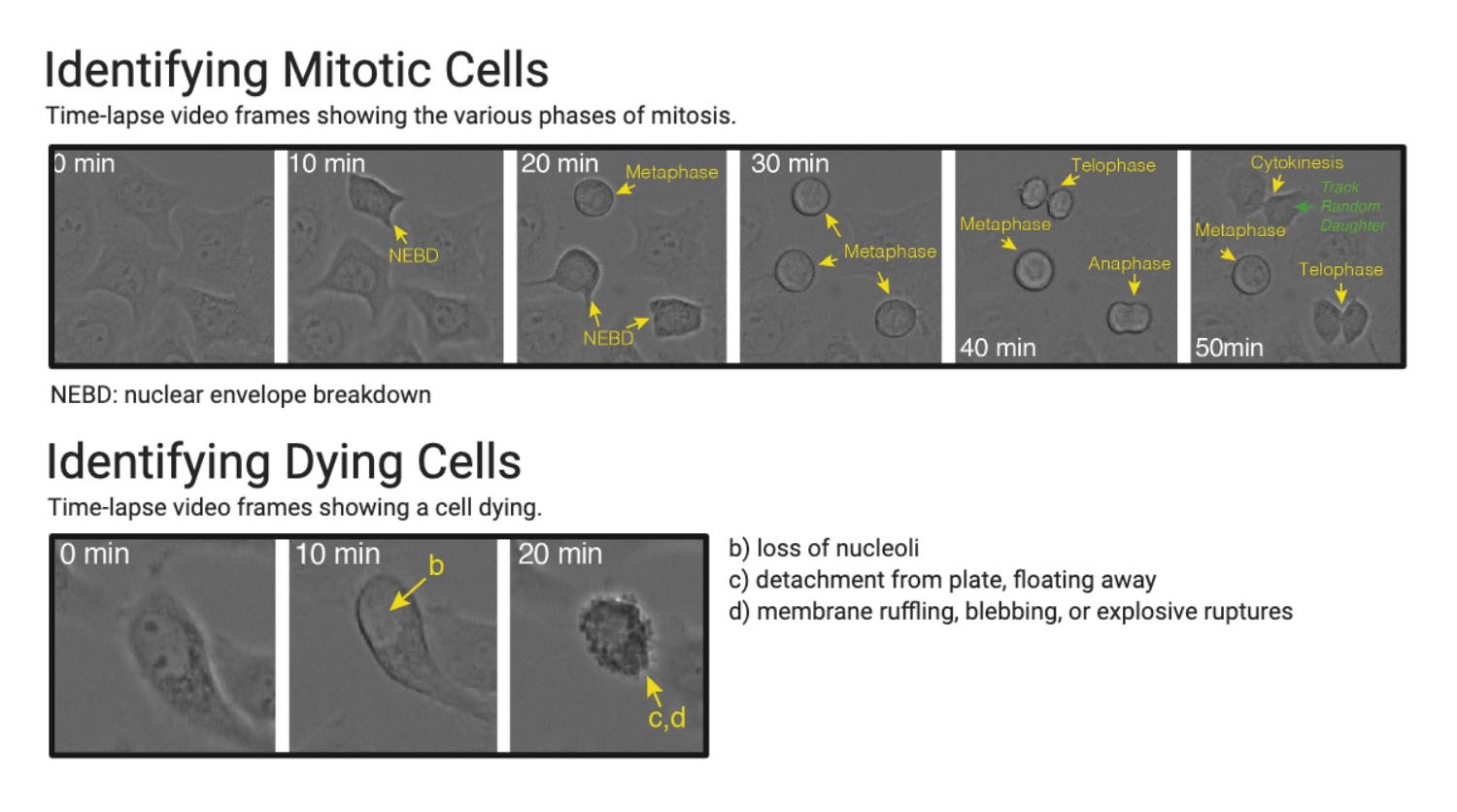 visual analysis of the cell-cycle using label-free microscopy