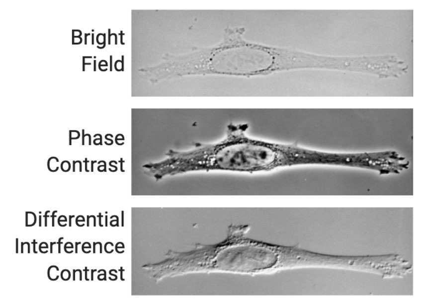 phase contrast and differential interference contract techniques provide improved image quality compared to standard bright-field imaging