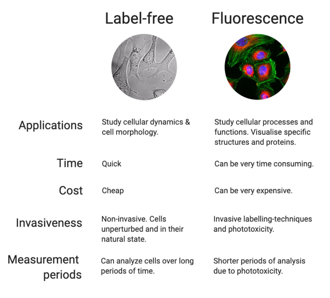 comparing experimental parameters of live cell imaging. Label-free vs. fluorescence imaging