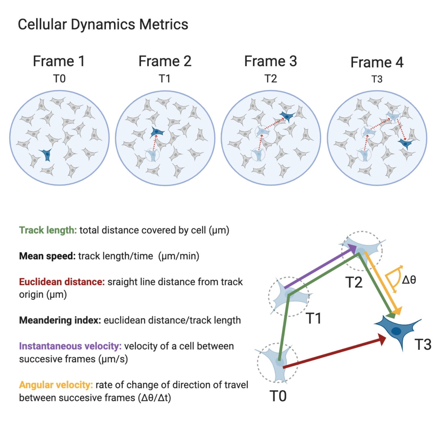 capture temporal changes by analysis time-lapse videos to compare single cells inside cell populations