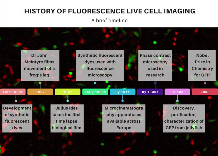 A brief timeline of fluorescence live cell imaging history