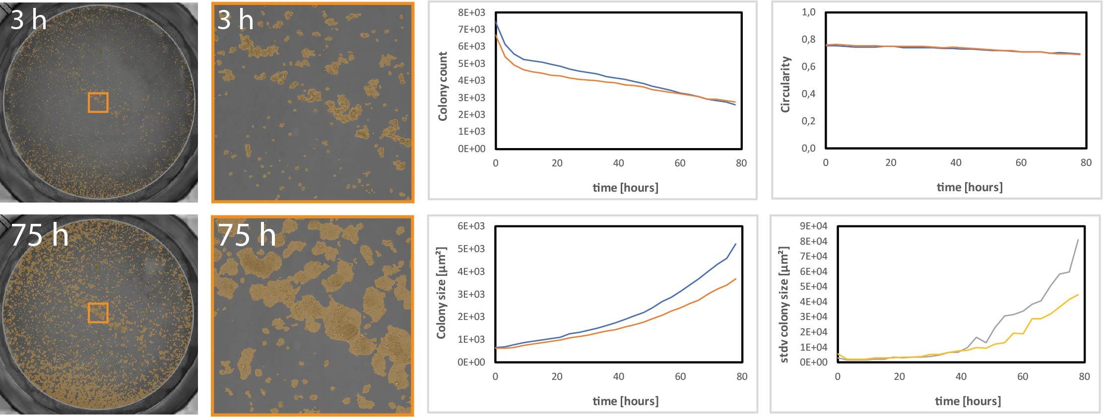 Automated colony detection using the CytoSMART Omni. Colony count, size and circularity were measured through the duration of the assay and a shown in the graphs.