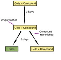 schematic of strategy for compound testing