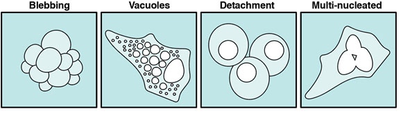 Indicators of cell stress - Blebbing, Vacuoles, Detachment, Multi-nucleated