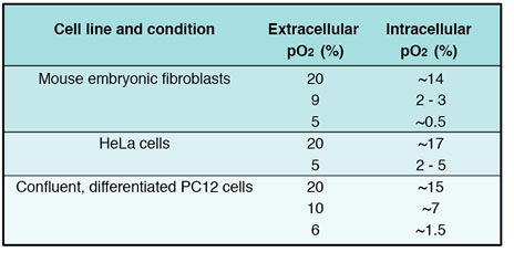 The influence of extracellular oxygen content on intracellular oxygen levels in common cell culture models