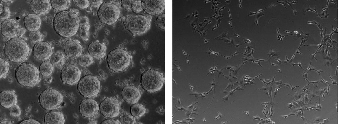 Human NSCs in neurospheres (left) and as adherent cultures (right), 10x