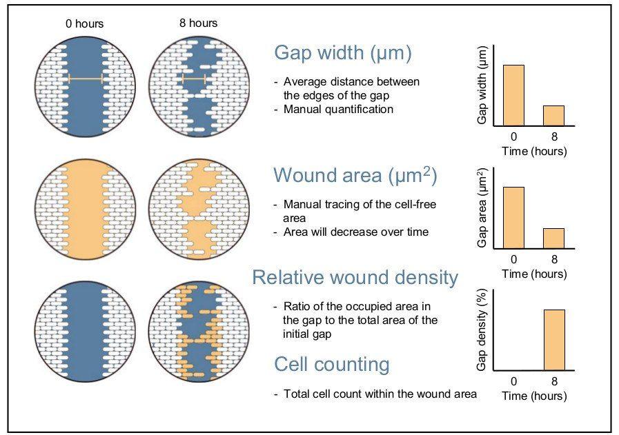 wound healing assay manual and automated methods